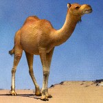 camel standing